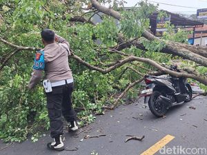 Pohon Besar Tumbang di Jalur Cirebon-Kuningan, 3 Pemotor Terluka