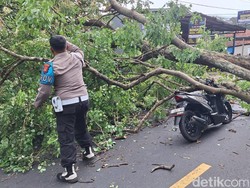 Pohon Besar Tumbang di Jalur Cirebon-Kuningan, 3 Pemotor Terluka