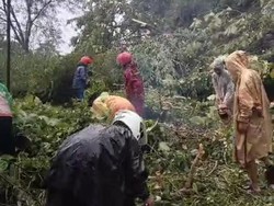 Pohon Tumbang di Jalan Gunung Pegat Wonogiri, 2 Motor Sempat Tertimpa