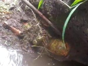 Hendak Mancing Belut, Warga Lombok Timur Temukan Tengkorak Manusia Hendak Mancing Belut, Warga Lombok Timur Temukan Tengkorak Manusia