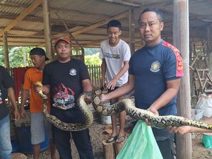 Jegagik! Ular Piton 4 Meter Ditangkap Hendak Mangsa Bebek di Kulon Progo