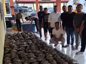 Hendak Selundupkan Belangkas dari Rohil ke Luar Negeri, 2 Orang Ditangkap Hendak Selundupkan Belangkas dari Rohil ke Luar Negeri, 2 Orang Ditangkap