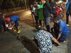 Ular Sanca 4 Meter Nyeberang Jalan di Pluit, Warga Telepon Damkar