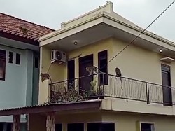 Viral Gerombolan Monyet Serbu Perumahan di Bekasi Bikin Takut Warga