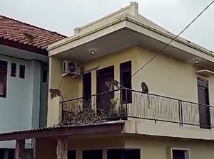 Viral Gerombolan Monyet Serbu Perumahan di Bekasi Bikin Takut Warga Viral Gerombolan Monyet Serbu Perumahan di Bekasi Bikin Takut Warga