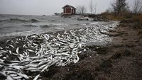 Jutaan Ikan Mati Muncul di Pantai Finlandia