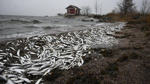 Jutaan Ikan Mati Muncul di Pantai Finlandia