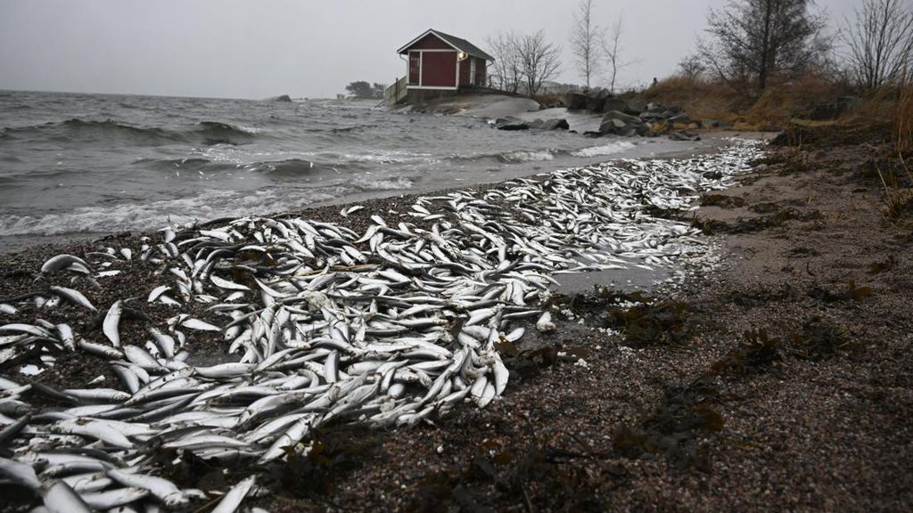 Jutaan Ikan Mati Muncul di Pantai Finlandia Jutaan Ikan Mati Muncul di Pantai Finlandia