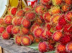 Ibu Hamil Ternyata Tak Boleh Banyak Makan Rambutan, Ini Alasannya Ibu Hamil Ternyata Tak Boleh Banyak Makan Rambutan, Ini Alasannya