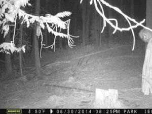 Foto Penampakan Sosok Mengerikan Terekam Kamera Jejak