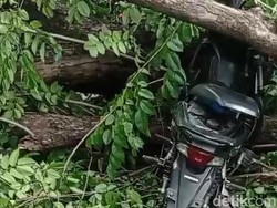 Pemotor Tewas Tertimpa Pohon Tumbang di Jalur Pasuruan-Purwosari