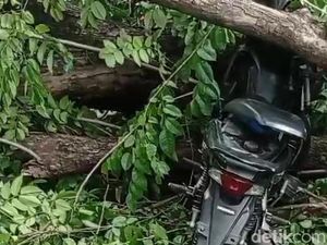 Pemotor Tewas Tertimpa Pohon Tumbang di Jalur Pasuruan-Purwosari Pemotor Tewas Tertimpa Pohon Tumbang di Jalur Pasuruan-Purwosari