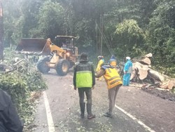 Pohon Tumbang di Pujon Tutup Akses Malang-Kediri