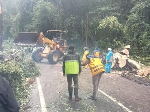 Pohon Tumbang di Pujon Tutup Akses Malang-Kediri Pohon Tumbang di Pujon Tutup Akses Malang-Kediri