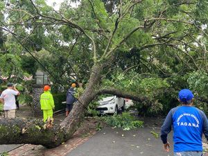 Pohon Tumbang Kembali Terjadi di Kota Batu, Kali Ini Timpa Mobil