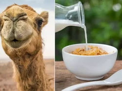 Susu Unta Bisa Jadi Pengganti Susu Sapi, Ini Khasiat dan Nutrisinya
