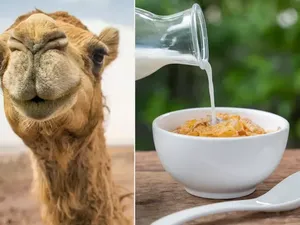 Susu Unta Bisa Jadi Pengganti Susu Sapi, Ini Khasiat dan Nutrisinya Susu Unta Bisa Jadi Pengganti Susu Sapi, Ini Khasiat dan Nutrisinya