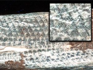 Terungkap dari Mumi Peru! Motif Tato Berusia 1.200 Tahun