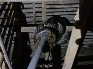 Ular Sanca Kembang 2,5 Meter Nyaris Mangsa Ayam di Kulon Progo