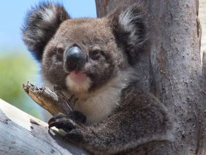 Kabar Australia: Pulau Kanguru Akan Jadi Rumah Bagi Koala Kabar Australia: Pulau Kanguru Akan Jadi Rumah Bagi Koala