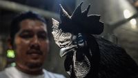 Ayam Cemani RI Tembus Pasar Prancis-Turki