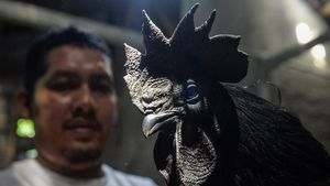 Ayam Cemani RI Tembus Pasar Prancis-Turki
