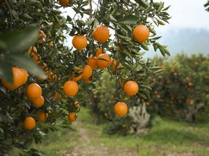 Kena Getok Tarif Trump 50%, Petani Jeruk Brasil Terancam Bangkrut Massal Kena Getok Tarif Trump 50%, Petani Jeruk Brasil Terancam Bangkrut Massal