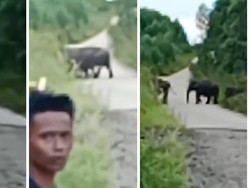 Kawanan Gajah Liar Lintasi Jalan Penghubung PALI-Musi Rawas, Ini Penampakannya