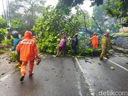 13 Pohon Tumbang Saat Kota Batu Dilanda Cuaca Ekstrem