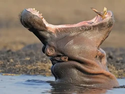 Inggris Perketat Larangan Perdagangan Gading, Pelanggar Ditunggu Denda Tak Terbatas