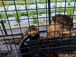 Agrowisata Tupai Emas, Wisata Edukasi Hewan dan Tumbuhan di Denpasar Agrowisata Tupai Emas, Wisata Edukasi Hewan dan Tumbuhan di Denpasar