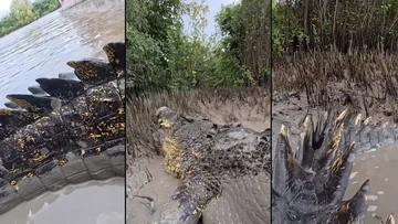 Viral Video Perlihatkan Buaya Raksasa Mirip Godzilla