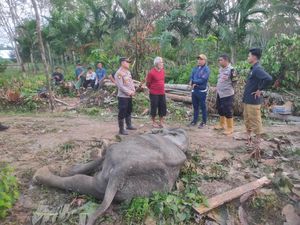 Sepekan Dirawat, Gajah Sakit Bagian Mulut di Aceh Timur Mati Sepekan Dirawat, Gajah Sakit Bagian Mulut di Aceh Timur Mati