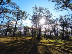 Hutan Bonsai Fatumnasi Pamerkan Keindaham Alam yang Menakjubkan di NTT
