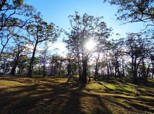 Hutan Bonsai Fatumnasi, Keunikan Alam di Lereng Gunung Mutis NTT Hutan Bonsai Fatumnasi, Keunikan Alam di Lereng Gunung Mutis NTT