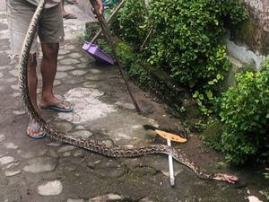 Ular Sanca 2 Meter Sempat Nyeberang Jalan Solo di Kalasan Sleman Ular Sanca 2 Meter Sempat Nyeberang Jalan Solo di Kalasan Sleman