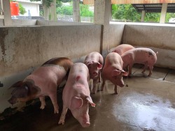Warga Bantul Geruduk-Lepaskan Babi dari Kandang Ternak gegara Bau Tak Sedap