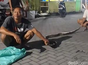 Sanca 3 Meter Ditangkap di Pogung Lor Sleman, Sudah Lama Diincar Warga Sanca 3 Meter Ditangkap di Pogung Lor Sleman, Sudah Lama Diincar Warga