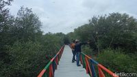 Sejuk dan Menenangkan, Wisata Mangrove di Cirebon