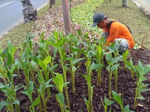 Taman di Jalur Hijau Surabaya Terus Ditata dan Dirawat