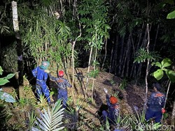 Sarang Tawon Vespa Tewaskan Nenek di Banjarnegara Dievakuasi Damkar