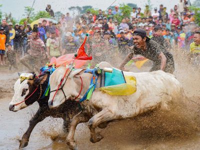 Serunya Lomba Karapan Sapi Brujul di Probolinggo