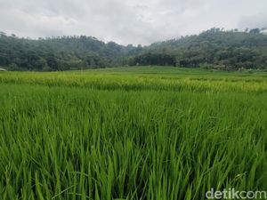 Mengenal Bonjopi si Lumbung Padi