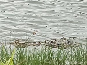 Video: Ada Buaya di Tambak Bandeng, Agus di Sidoarjo Terancam Gagal Panen Video: Ada Buaya di Tambak Bandeng, Agus di Sidoarjo Terancam Gagal Panen