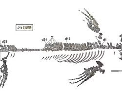 Godzilla di Dunia Nyata Teror Lautan 72 juta Tahun Lalu