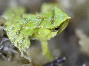 Perjuangan! Katak Langka Diterbangkan dari Chile-Inggris untuk Hasilkan Berudu Perjuangan! Katak Langka Diterbangkan dari Chile-Inggris untuk Hasilkan Berudu