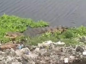 Teror Buaya di Rawa TPA Antang-Sungai Tamangapa Makassar Teror Buaya di Rawa TPA Antang-Sungai Tamangapa Makassar