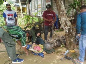 Buaya 3,5 Meter Diduga Pernah Terkam Warga di Muna Barat Dievakuasi