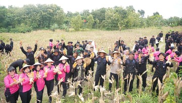 Program Ketahanan Pangan Polda Jateng, Panen Jagung Kuartal I Naik 33%