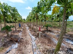 Anggaran Masih Diblokir Pusat, Pembayaran UGR Tol Jogja-YIA Berpotensi Mundur